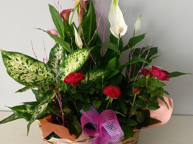 Cesta de plantas
