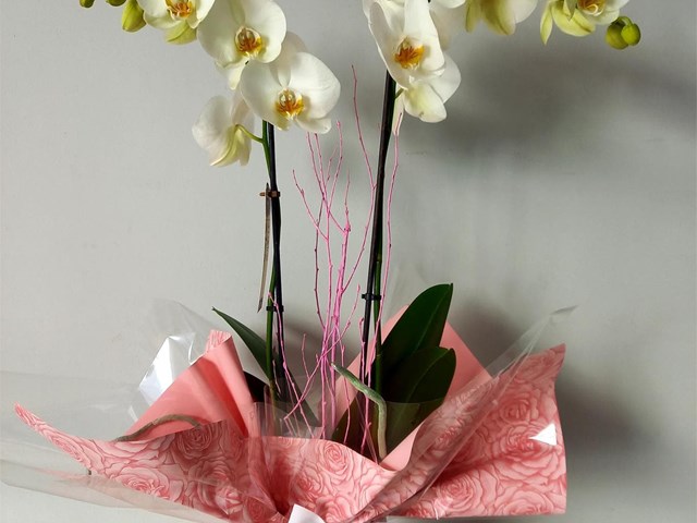Orquídea 