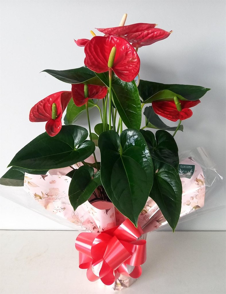 Foto 1 Planta de anthurium 