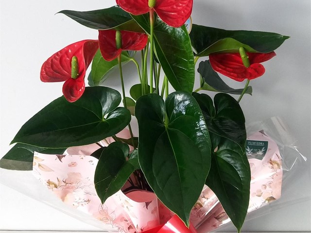 Planta de anthurium 